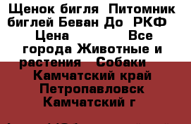 Щенок бигля. Питомник биглей Беван-До (РКФ) › Цена ­ 20 000 - Все города Животные и растения » Собаки   . Камчатский край,Петропавловск-Камчатский г.